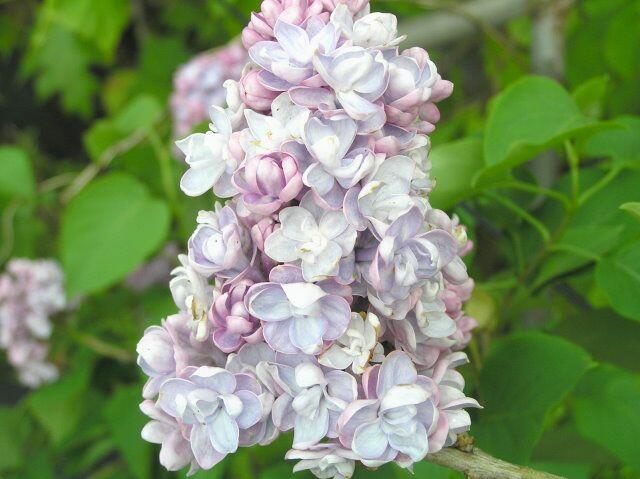 Šeřík obecný 'Michel Buchner' - Syringa vulgaris 'Michel Buchner'