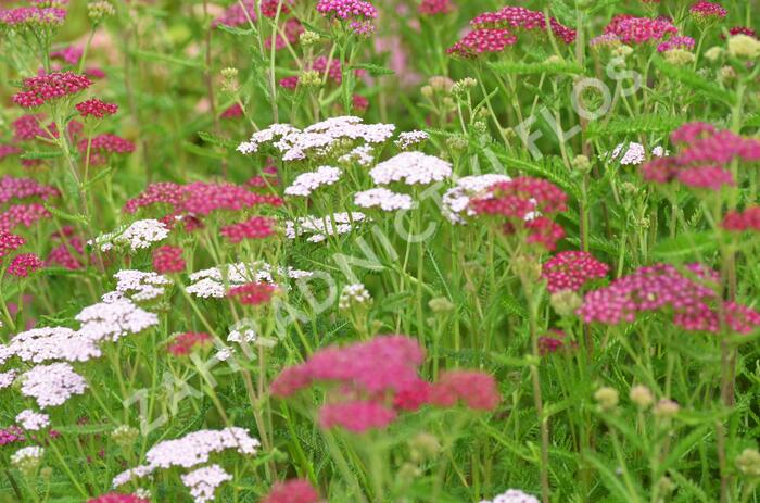 Řebříček obecný 'Cerise Queen' - Achillea millefolium 'Cerise Queen'