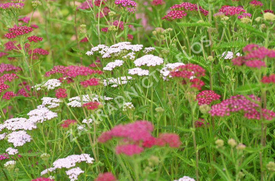 Řebříček obecný 'Cerise Queen' - Achillea millefolium 'Cerise Queen'