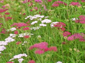 Řebříček obecný 'Cerise Queen' - Achillea millefolium 'Cerise Queen'
