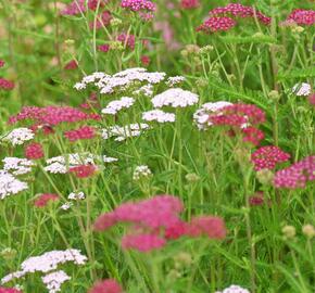 Řebříček obecný 'Cerise Queen' - Achillea millefolium 'Cerise Queen'