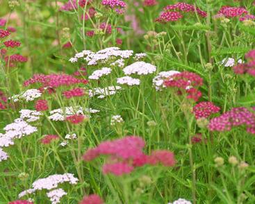 Řebříček obecný 'Cerise Queen'