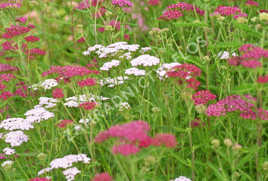 Řebříček obecný 'Cerise Queen' - Achillea millefolium 'Cerise Queen'