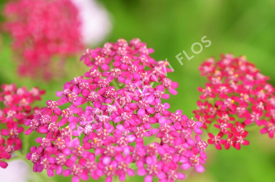 Řebříček obecný 'Cerise Queen' - Achillea millefolium 'Cerise Queen'