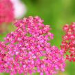 Řebříček obecný 'Cerise Queen' - Achillea millefolium 'Cerise Queen'