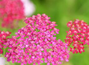 Řebříček obecný 'Cerise Queen' - Achillea millefolium 'Cerise Queen'