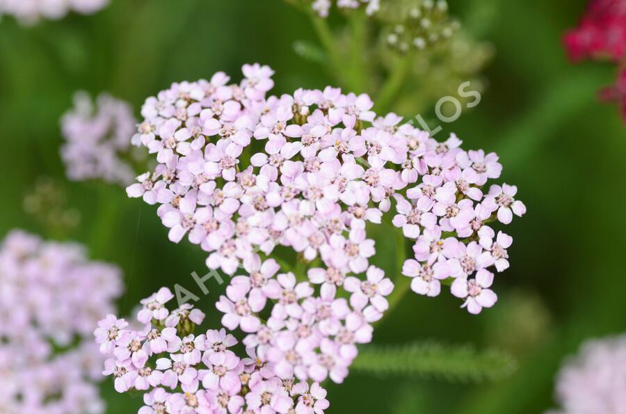Řebříček obecný 'Cerise Queen' - Achillea millefolium 'Cerise Queen'