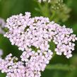 Řebříček obecný 'Cerise Queen' - Achillea millefolium 'Cerise Queen'
