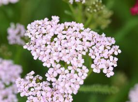 Řebříček obecný 'Cerise Queen' - Achillea millefolium 'Cerise Queen'