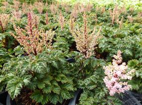 Čechrava 'Perkeo' - Astilbe crispa 'Perkeo'