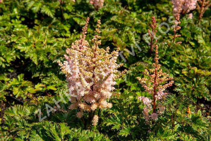 Čechrava 'Perkeo' - Astilbe crispa 'Perkeo'