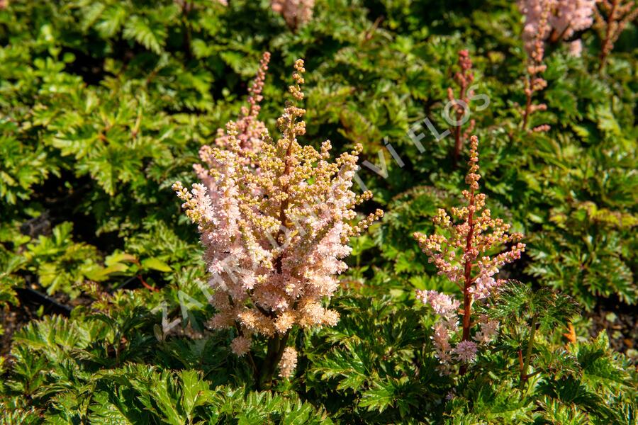 Čechrava 'Perkeo' - Astilbe crispa 'Perkeo'