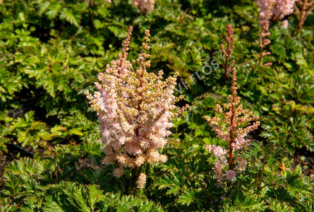Čechrava 'Perkeo' - Astilbe crispa 'Perkeo'