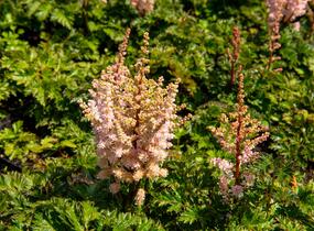 Čechrava 'Perkeo' - Astilbe crispa 'Perkeo'