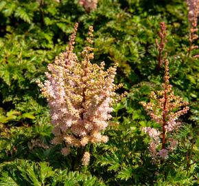 Čechrava 'Perkeo' - Astilbe crispa 'Perkeo'