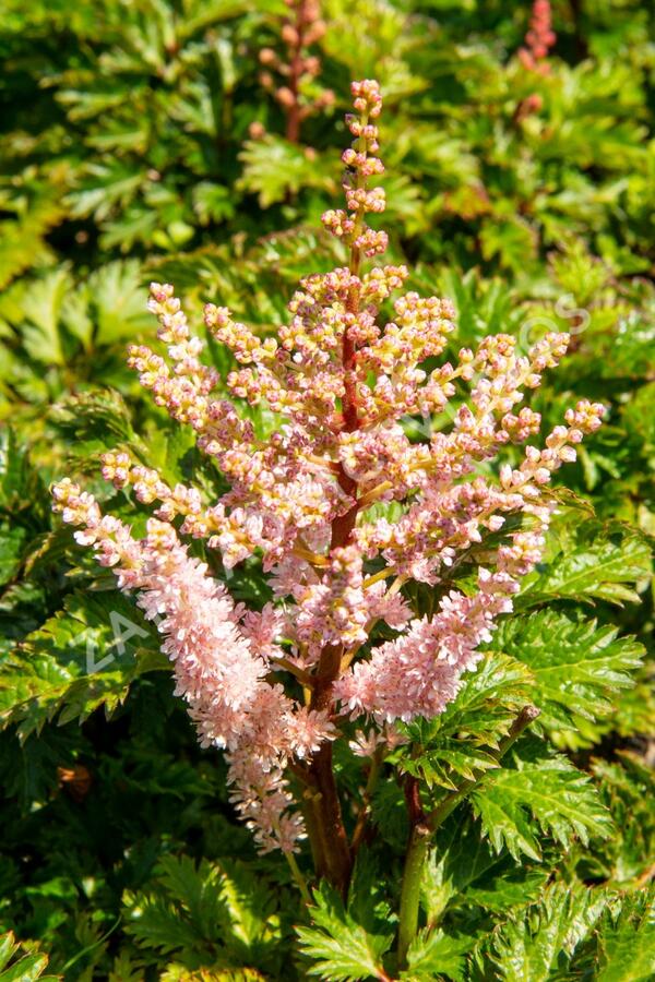 Čechrava 'Perkeo' - Astilbe crispa 'Perkeo'