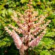 Čechrava 'Perkeo' - Astilbe crispa 'Perkeo'