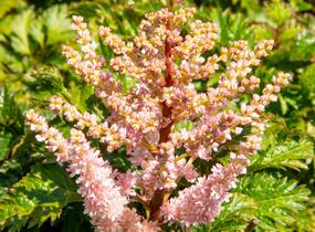 Čechrava 'Perkeo' - Astilbe crispa 'Perkeo'