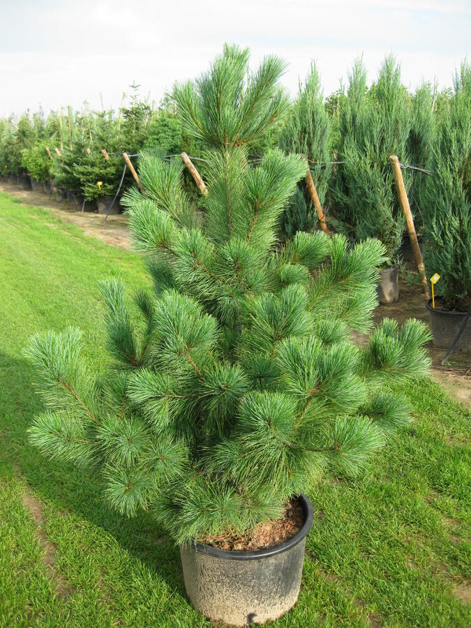 Borovice rumelská - Pinus peuce