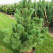 Borovice rumelská - Pinus peuce