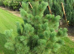 Borovice rumelská - Pinus peuce
