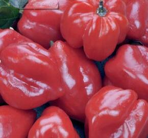 Paprika chilli 'Habanero Red' - Capsicum annuum 'Habanero Red'
