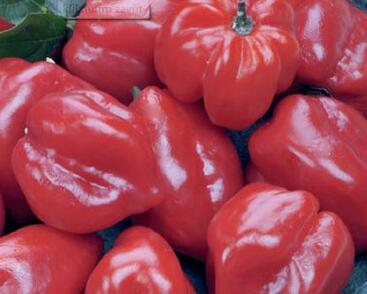 Paprika chilli Habanero 'Calita Red'