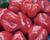 Paprika chilli Habanero 'Calita Red'