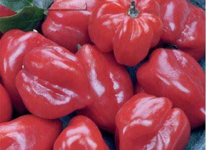 Paprika chilli Habanero 'Calita Red' - Capsicum annuum Habanero 'Calita Red'