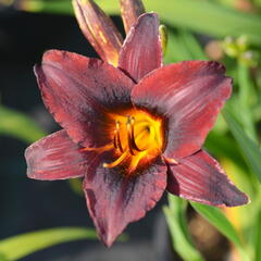 Denivka 'Sweet Hot Chocolate' - Hemerocallis 'Sweet Hot Chocolate'