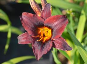 Denivka 'Sweet Hot Chocolate' - Hemerocallis 'Sweet Hot Chocolate'