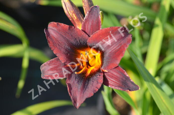 Denivka 'Sweet Hot Chocolate' - Hemerocallis 'Sweet Hot Chocolate'