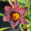 Denivka 'Sweet Hot Chocolate' - Hemerocallis 'Sweet Hot Chocolate'