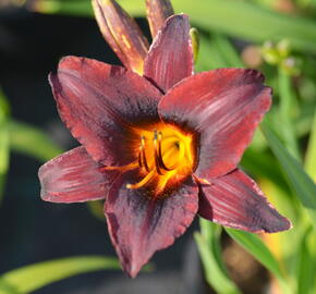 Denivka 'Sweet Hot Chocolate' - Hemerocallis 'Sweet Hot Chocolate'