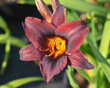 Denivka 'Sweet Hot Chocolate'