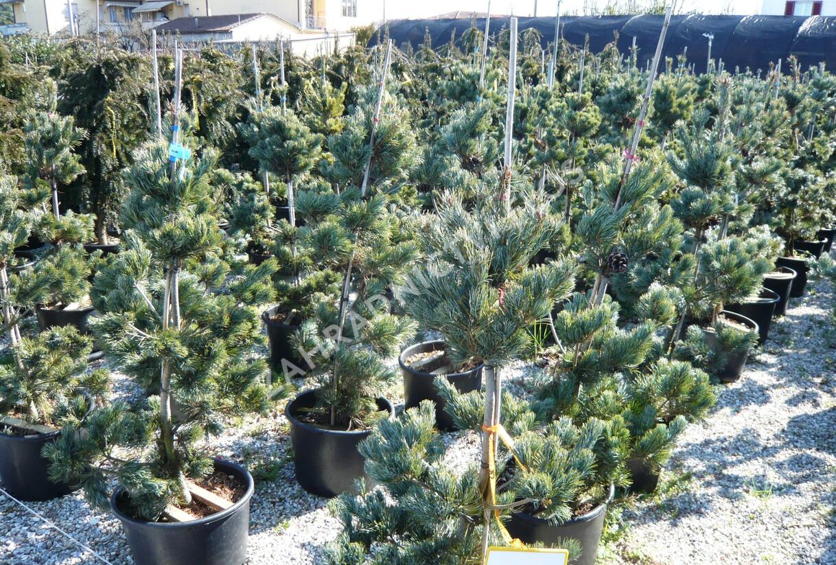 Borovice malokvětá 'Glauca' - Pinus parviflora 'Glauca'