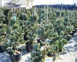 Borovice malokvětá 'Glauca'