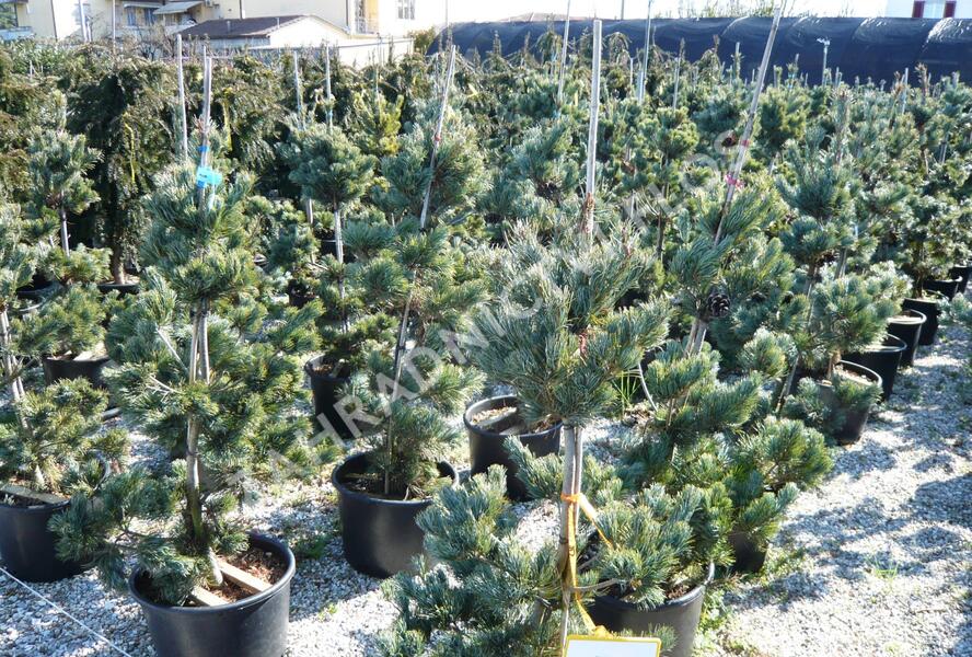 Borovice malokvětá 'Glauca' - Pinus parviflora 'Glauca'