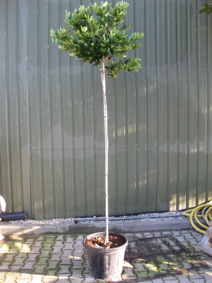 Ptačí zob lesklý - Ligustrum lucidum