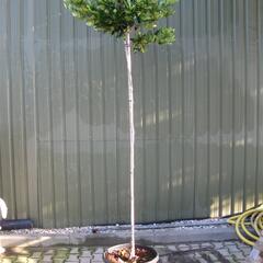 Ptačí zob lesklý - Ligustrum lucidum