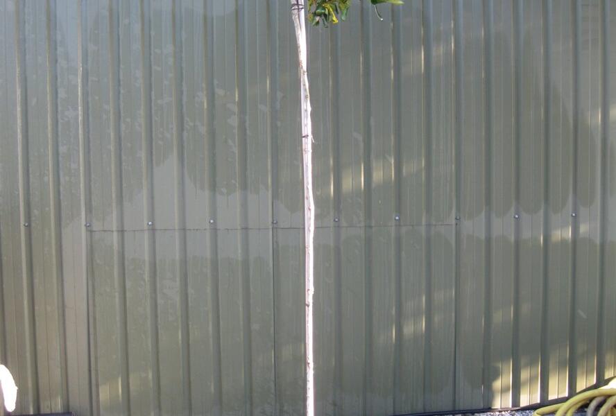 Ptačí zob lesklý - Ligustrum lucidum