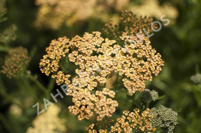 Řebříček tužebníkovitý 'Hannelore Pahl' - Achillea filipendulina 'Hannelore Pahl'