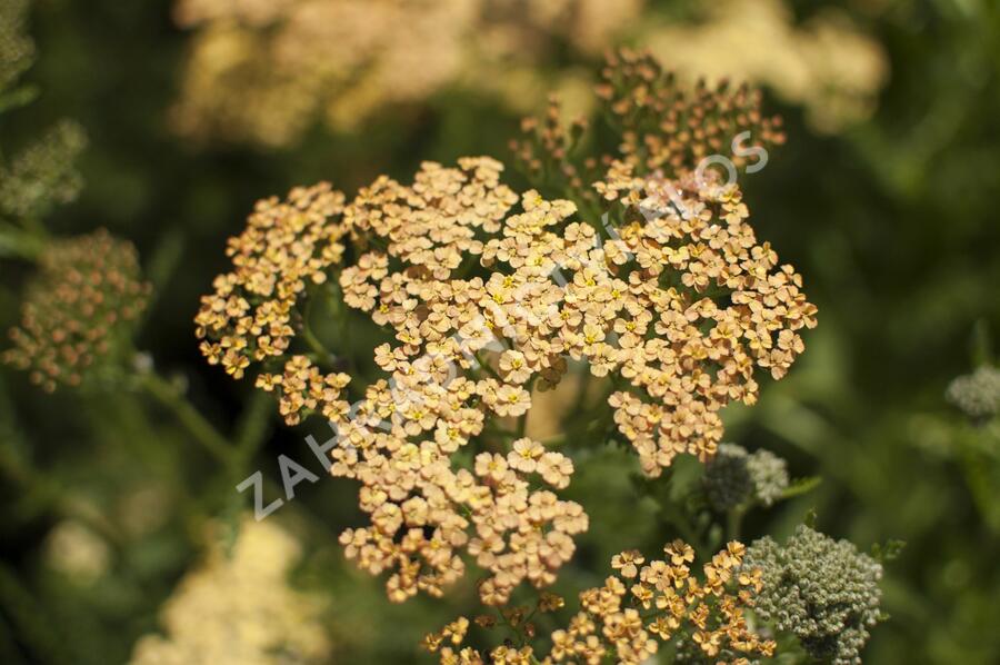 Řebříček tužebníkovitý 'Hannelore Pahl' - Achillea filipendulina 'Hannelore Pahl'