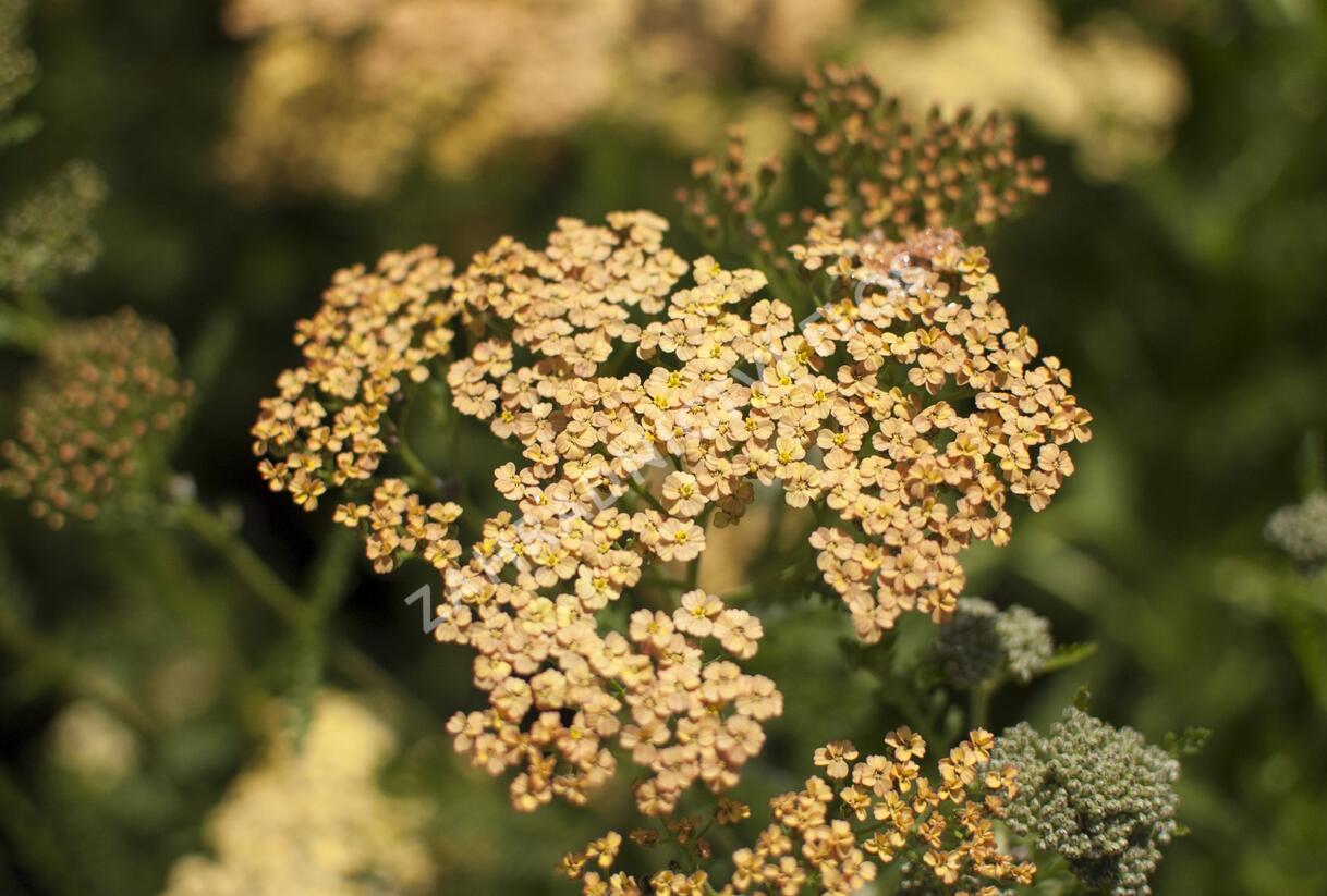 Řebříček tužebníkovitý 'Hannelore Pahl' - Achillea filipendulina 'Hannelore Pahl'