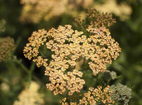 Řebříček tužebníkovitý 'Hannelore Pahl' - Achillea filipendulina 'Hannelore Pahl'