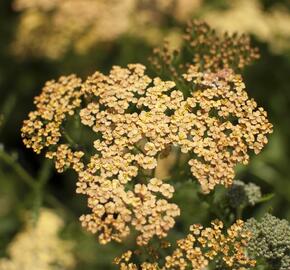 Řebříček tužebníkovitý 'Hannelore Pahl' - Achillea filipendulina 'Hannelore Pahl'