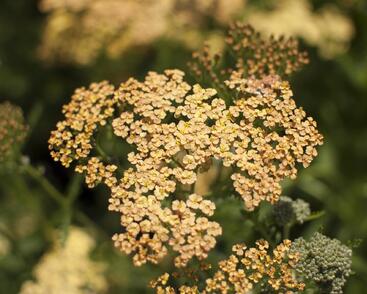 Řebříček tužebníkovitý 'Hannelore Pahl'