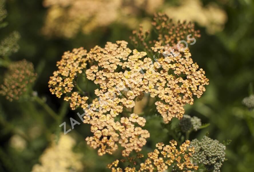 Řebříček tužebníkovitý 'Hannelore Pahl' - Achillea filipendulina 'Hannelore Pahl'