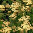 Řebříček tužebníkovitý 'Hannelore Pahl' - Achillea filipendulina 'Hannelore Pahl'