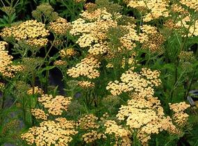 Řebříček tužebníkovitý 'Hannelore Pahl' - Achillea filipendulina 'Hannelore Pahl'